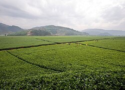 Die Tee-Plantage Sorwathe in Ruanda