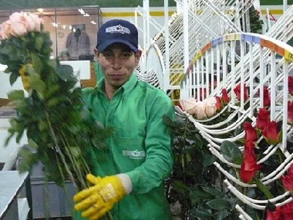 Arbeiter auf der Roses and Roses Blumenfarm