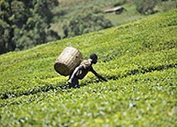 Fairtrade-Tee-Produzenten