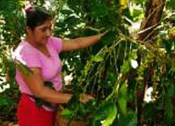 Die Kaffeekooperative UCA in Nicaragua