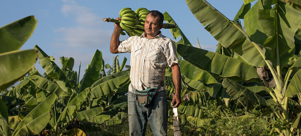 Fairtrade-Bananen: Hintergrund Fairtrade Deutschland -