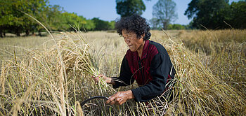 Ta Nuddapan, Mitglied der Fairtrade-Reis-Organisation in Thailand bei der Arbeit auf einem Reisfeld
