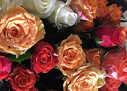 Die Blumenfarm Ziway Roses PLC