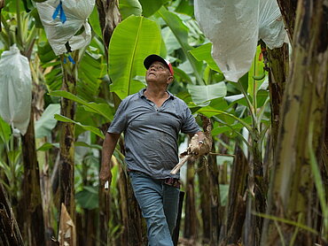 Ein Feldarbeiter läuft durch eine Bananen-Plantage und blickt nach oben links 