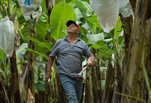 Ein Bananenbauer läuft durch ein Feld und schaut nach oben