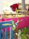 Fairtrade-Rosen von Flowerstores