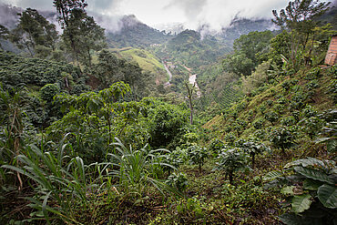 Kolumbianische Wälder in der Zona Cafetera. Bild: Sean Hawkey