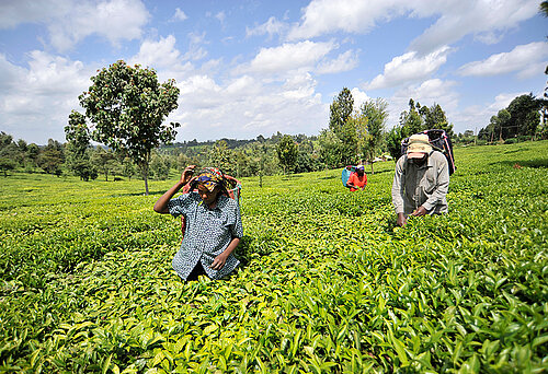 Beschäftigte auf einer Teeplantage