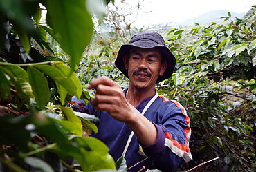 Kaffeebauer bei der Ernte in Indonesien. Bild: Nathalie Bertrams