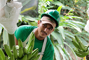 Angestellter auf einer Bananen Plantage in Kolumbien