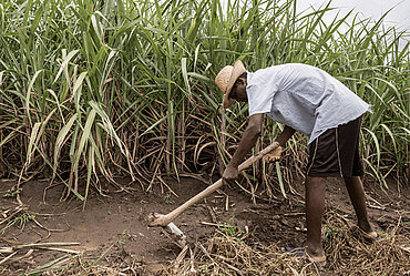 Arbeiter auf einem Zuckerrohrfeld. © The Fairtrade Foundation
