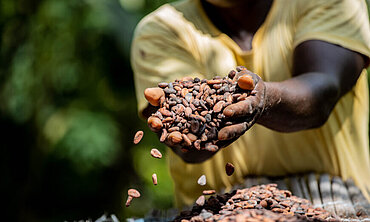 Hännde mit getrockneten Kakaobohnen