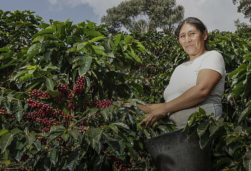 Kaffeebäuerin in Bolivien bei der Kaffee-Ernte. Foto: Dennis Salazar Gonzales