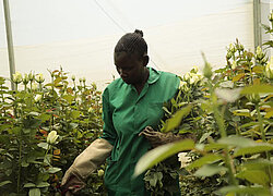 Die Blumenfarmen der Credible Blooms Ltd. aus Kenia
