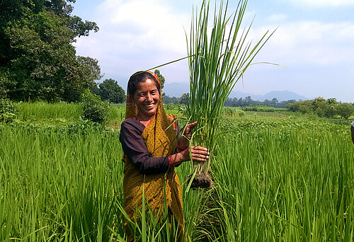 Globalisierung fair gestalten – Ernährung sichern: Padma Devi Nigaltiya ist Reisbäuerin in Pathkhot, Region Ramnagar im indischen Bundesstaat Uttarakhand
