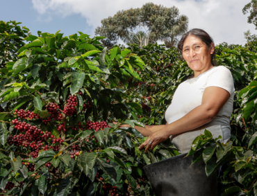 Eine Frau steht in Kaffeesträuchern mit roten Kaffeekrischen. Foto. Fairtrade/D. Salazar Gonzales