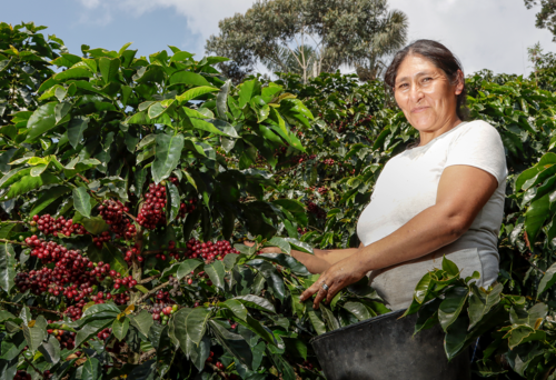 Eine Frau steht in Kaffeesträuchern mit roten Kaffeekrischen. Foto. Fairtrade/D. Salazar Gonzales