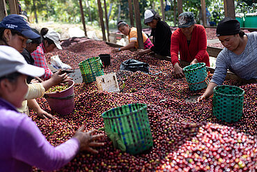 Frauen sortieren frisch gepflückten Kaffee auf der Farm Clave del Sol, die Teil der Kooperative Comsa ist.