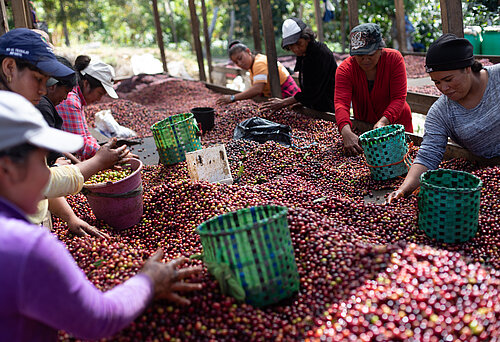 Frauen sortieren frisch gepflückten Kaffee auf der Farm Clave del Sol, die Teil der Kooperative Comsa ist.