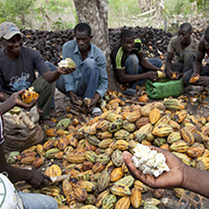 Kakao-Produzenten