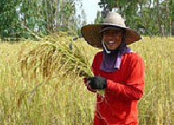 Die Reiskooperative Nam Om in Thailand