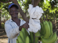 Telpho Pierre, 60, bei der Bananenernte
