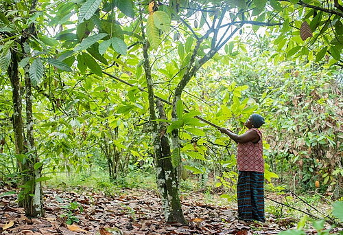 Der Waldbestand der Kakao-Anbauländer Westafrikas sind bedroht. Fairtrade kooperiert mit starken Partnern, um Wälder zu erhalten. Foto: Mohamed Aly Diabate/Fairtrade Auf dem Bild zu sehen ist einen Kakaobäuerin, die mit einem langen Holzstab Kakao-Schoten vom Baum holt.