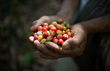 Coffee berries on a plant