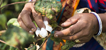 Fairtrade-Baumwollbäuerin Sugna Jat aus Indien beim Pflücken von Baumwolle