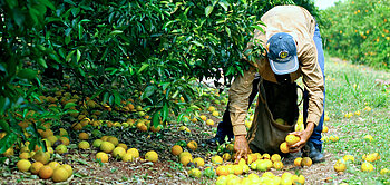 Arbeiter der Orangen-Kooperative COAGROSOL in Brasilien beim Aufsammeln von Fairtrade-Orangen