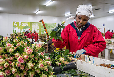 Rosenverarbeitung in Kenia