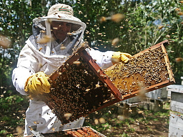 Ein Imker in weißem Schutzanzug öffnet einen Bienenstock und prüft die Gesundheit der Bienen.
