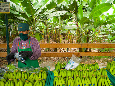 Ein Bananenproduzent bereitet Bananen für den Transport vor.