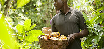 Mitglied der Fairtrade-zertifizierten Kakaokooperative ECOJAD aus der Elfenbeinküste