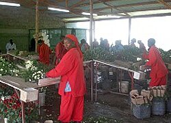 Die Black Tulip Tulaga Blumenfarm in Kenia