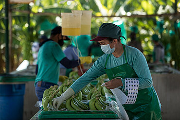 Eine Arbeiterin klebt Sticker auf die Bananen, die exportiert werden sollen.
