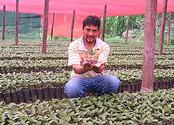 Die Kaffee-Kooperative "La Florida" in Peru