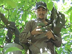 Plücker der Kooperative Fairtrasa