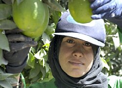 Die Früchte-Farm Magrabi in Ägypten