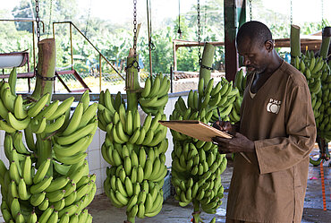 Arbeiter in einer Bananenpackstation. © Compagnie Fruitiere