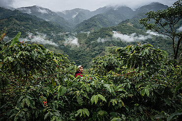 Nebelverhangene Berge im Hintergrund, im Vordergrund grüne Kaffeesträucher und eine Person inmitten der Blätter.