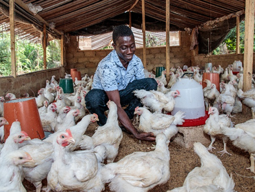 Ein junger Mann füttert Hühner. Arbeitsplätze zu sichern und zu schaffen, gehört zu den Investitionen, die mit Geldern aus dem Covid-Fonds getätigt wurden. Hier eine Geflügelfarm bei einer Kakao-Kooperative in Côte d'Ivoire.