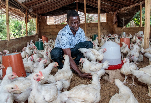 Ein junger Mann füttert Hühner. Arbeitsplätze zu sichern und zu schaffen, gehört zu den Investitionen, die mit Geldern aus dem Covid-Fonds getätigt wurden. Hier eine Geflügelfarm bei einer Kakao-Kooperative in Côte d'Ivoire.