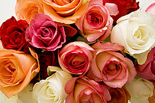 Fairtrade-Rosen von Blumen Hagedorn