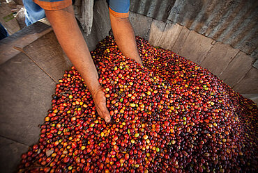 frischer Kaffeee, direkt nach der Ernte | Kolumbien