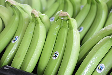 Fairtrade-Bananen im Ursprungsland