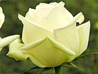 Fairtrade-Rosen aus Kenia von der Shalimar Flowers Blumenfarm