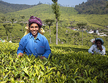 Eine indische Arbeiterin pflückt Tee. Bild: © Christian Nusch / Fairtrade