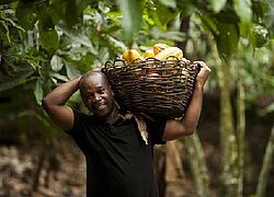 Die Kakao-Kooperative Coopérative Agricole Espoir de Brindoukro (COOPAEB) von der Elfenbeinküste