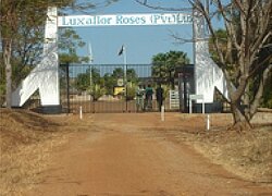 Die Blumenfarm Luxaflor-Roses in Simbabwe